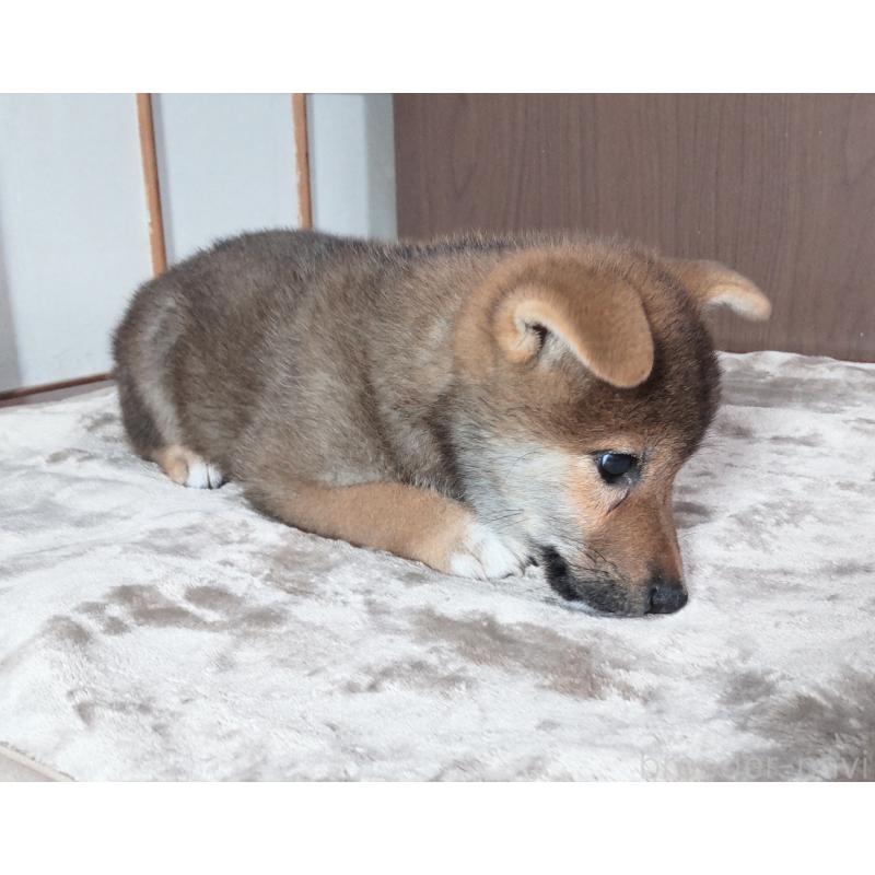 成約済の秋田県の柴犬-396400の4枚目